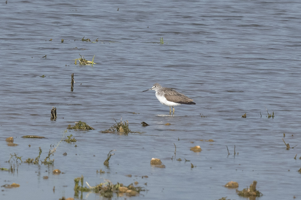 Common Greenshank
